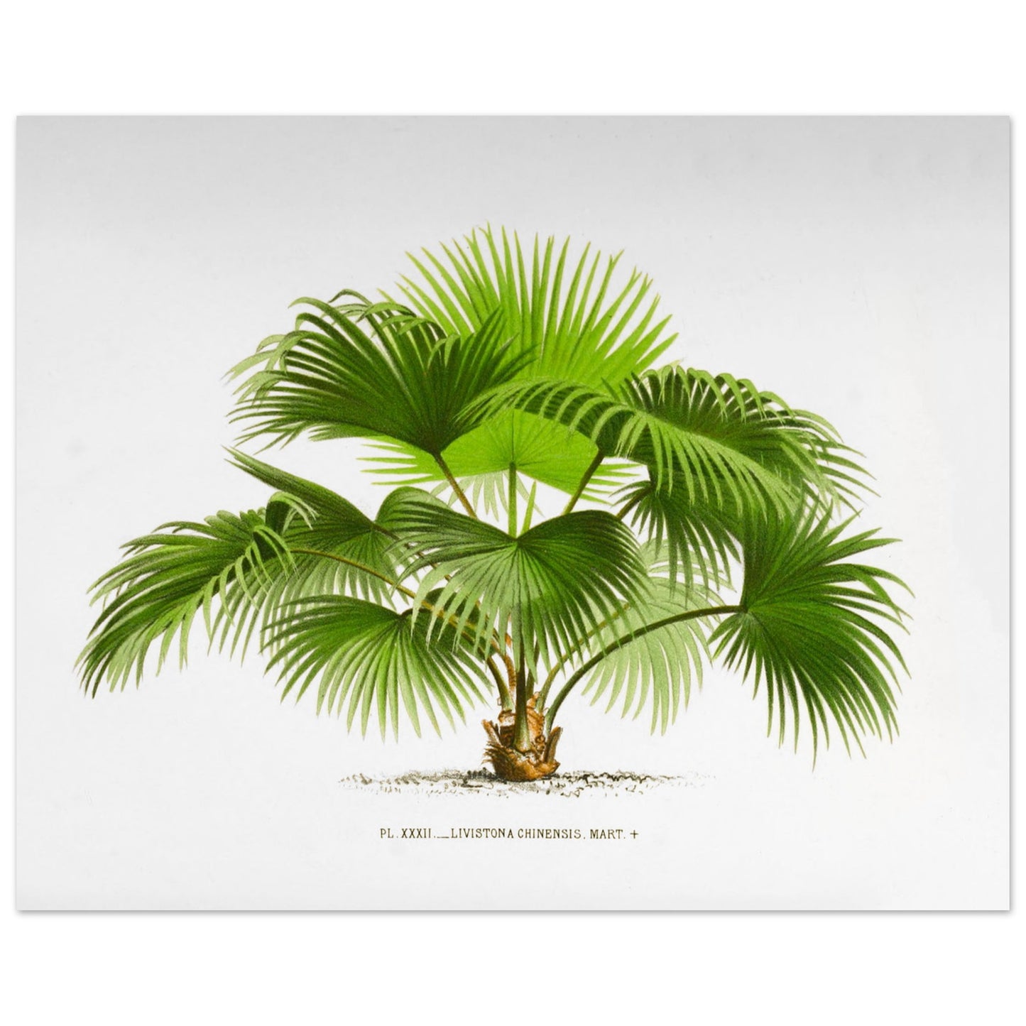 Planche naturaliste ancienne : Livistona chinensis, palmier en )ventail (40x50 cm). Illustration botanique ancienne du palmier Livistona Chinensis.