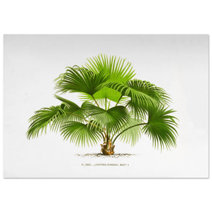 Planche naturaliste ancienne : Livistona chinensis, palmier en )ventail (70x100 cm). Illustration botanique ancienne du palmier Livistona Chinensis.