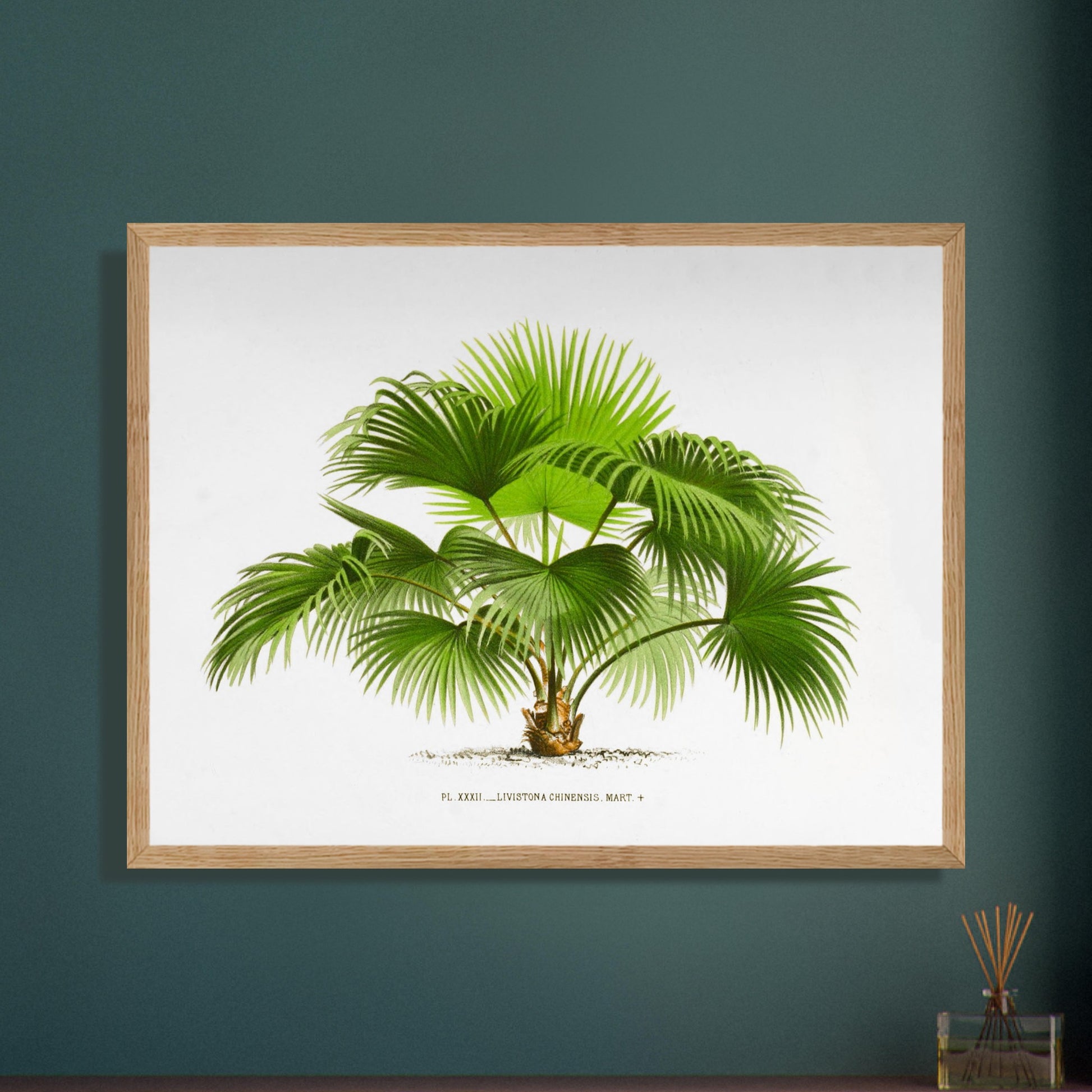 Planche naturaliste ancienne : Livistona chinensis, palmier en )ventail. Illustration botanique ancienne du palmier Livistona Chinensis. Image d'illustration 8