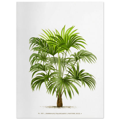 Planche botanique ancienne : Trachycarpus fortunei (Palmier de Chine) (30x40 cm). Illustration botanique d'un palmier Trachycarpus Fortunei, aux feuilles vertes caractéristiques en éventail, émanant d'un tronc robuste. La gravure, sur fond blanc, est accompagnée d'une légende.
