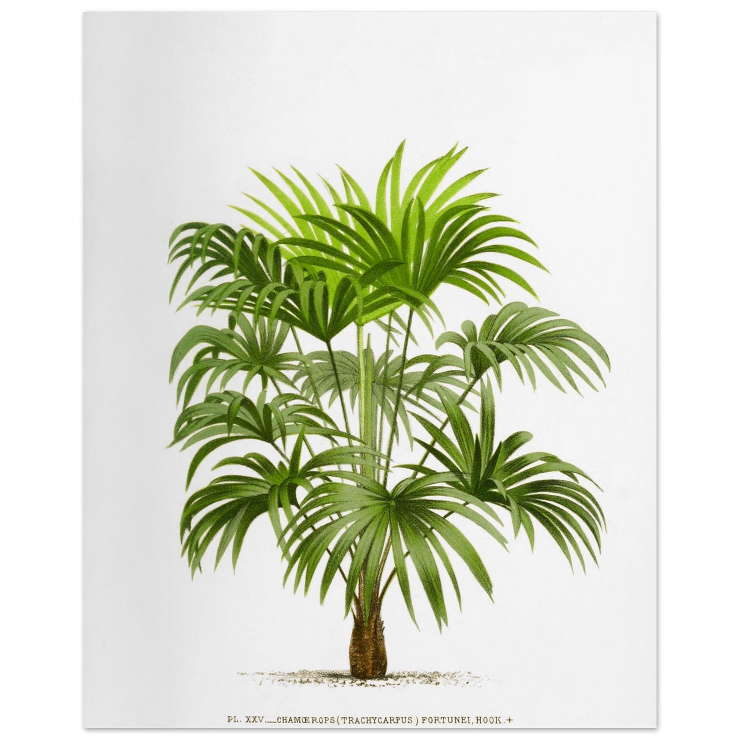 Planche botanique ancienne : Trachycarpus fortunei (Palmier de Chine) (40x50 cm). Illustration botanique d'un palmier Trachycarpus Fortunei, aux feuilles vertes caractéristiques en éventail, émanant d'un tronc robuste. La gravure, sur fond blanc, est accompagnée d'une légende.