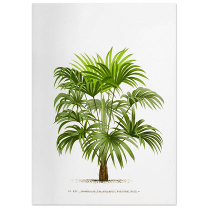 Planche botanique ancienne : Trachycarpus fortunei (Palmier de Chine) (50x70 cm). Illustration botanique d'un palmier Trachycarpus Fortunei, aux feuilles vertes caractéristiques en éventail, émanant d'un tronc robuste. La gravure, sur fond blanc, est accompagnée d'une légende.