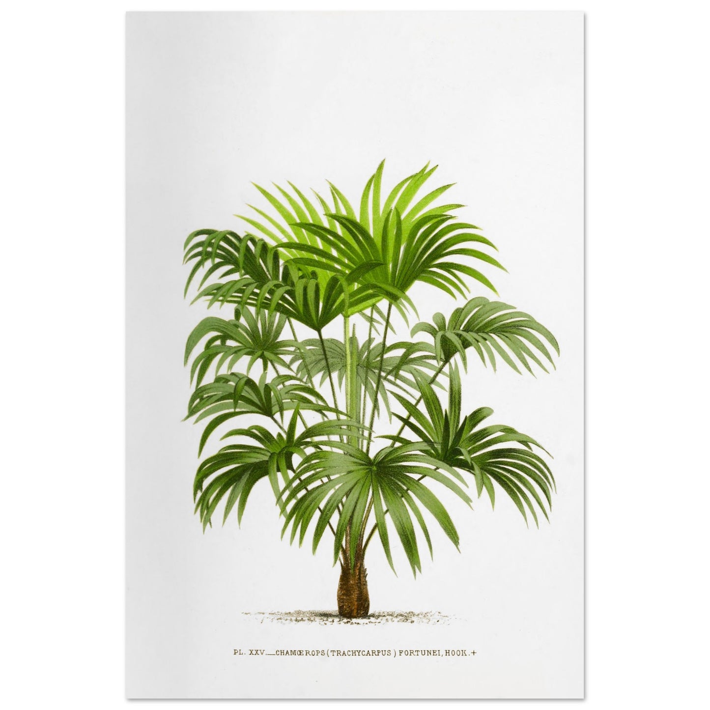 Planche botanique ancienne : Trachycarpus fortunei (Palmier de Chine) (60x90 cm). Illustration botanique d'un palmier Trachycarpus Fortunei, aux feuilles vertes caractéristiques en éventail, émanant d'un tronc robuste. La gravure, sur fond blanc, est accompagnée d'une légende.