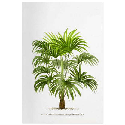 Planche botanique ancienne : Trachycarpus fortunei (Palmier de Chine) (60x90 cm). Illustration botanique d'un palmier Trachycarpus Fortunei, aux feuilles vertes caractéristiques en éventail, émanant d'un tronc robuste. La gravure, sur fond blanc, est accompagnée d'une légende.