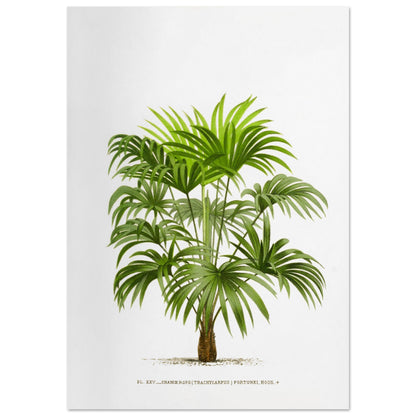 Planche botanique ancienne : Trachycarpus fortunei (Palmier de Chine) (70x100 cm). Illustration botanique d'un palmier Trachycarpus Fortunei, aux feuilles vertes caractéristiques en éventail, émanant d'un tronc robuste. La gravure, sur fond blanc, est accompagnée d'une légende.