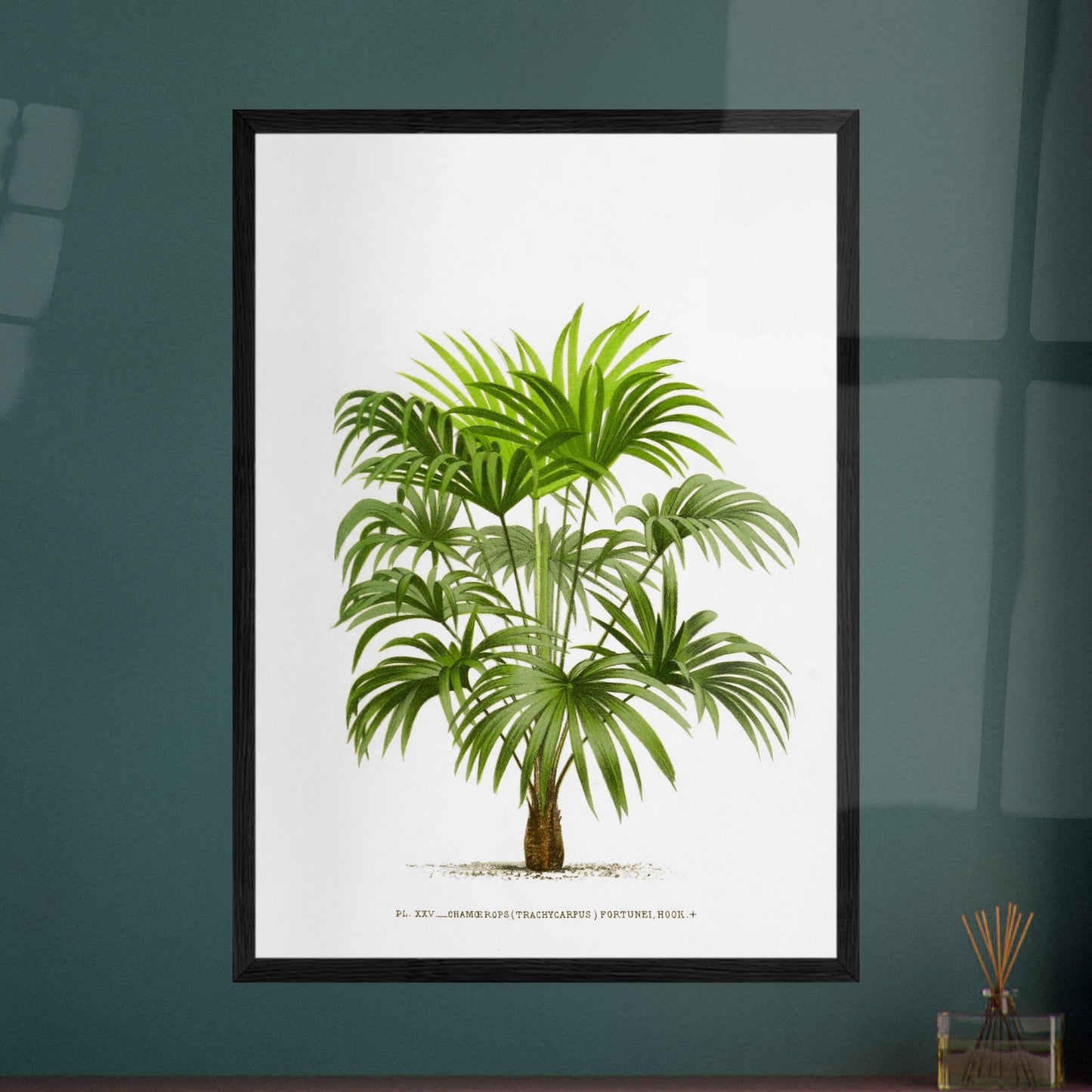 Planche botanique ancienne : Trachycarpus fortunei (Palmier de Chine). Illustration botanique d'un palmier Trachycarpus Fortunei, aux feuilles vertes caractéristiques en éventail, émanant d'un tronc robuste. La gravure, sur fond blanc, est accompagnée d'une légende. Image d'illustration 8