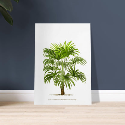 Planche botanique ancienne : Trachycarpus fortunei (Palmier de Chine). Illustration botanique d'un palmier Trachycarpus Fortunei, aux feuilles vertes caractéristiques en éventail, émanant d'un tronc robuste. La gravure, sur fond blanc, est accompagnée d'une légende. Image d'illustration 9