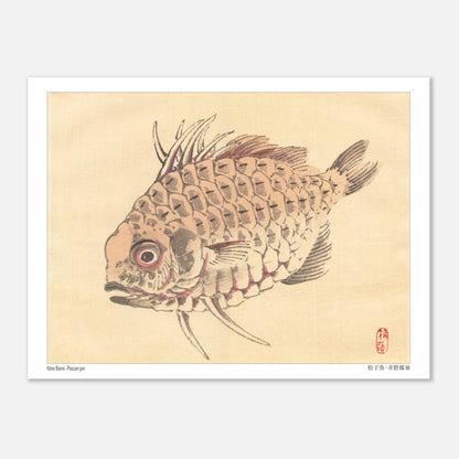 Poisson-globe, Illustration Zoologique Japonaise par Kōno Bairei (15x20 cm). Illustration d'un poisson-globe aux écailles détaillées, par Kōno Bairei.