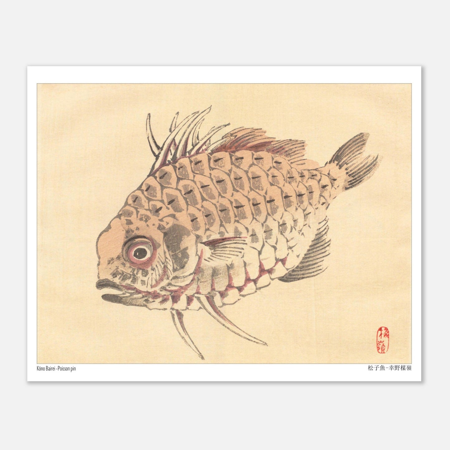 Poisson-globe, Illustration Zoologique Japonaise par Kōno Bairei (20x25 cm). Illustration d'un poisson-globe aux écailles détaillées, par Kōno Bairei.