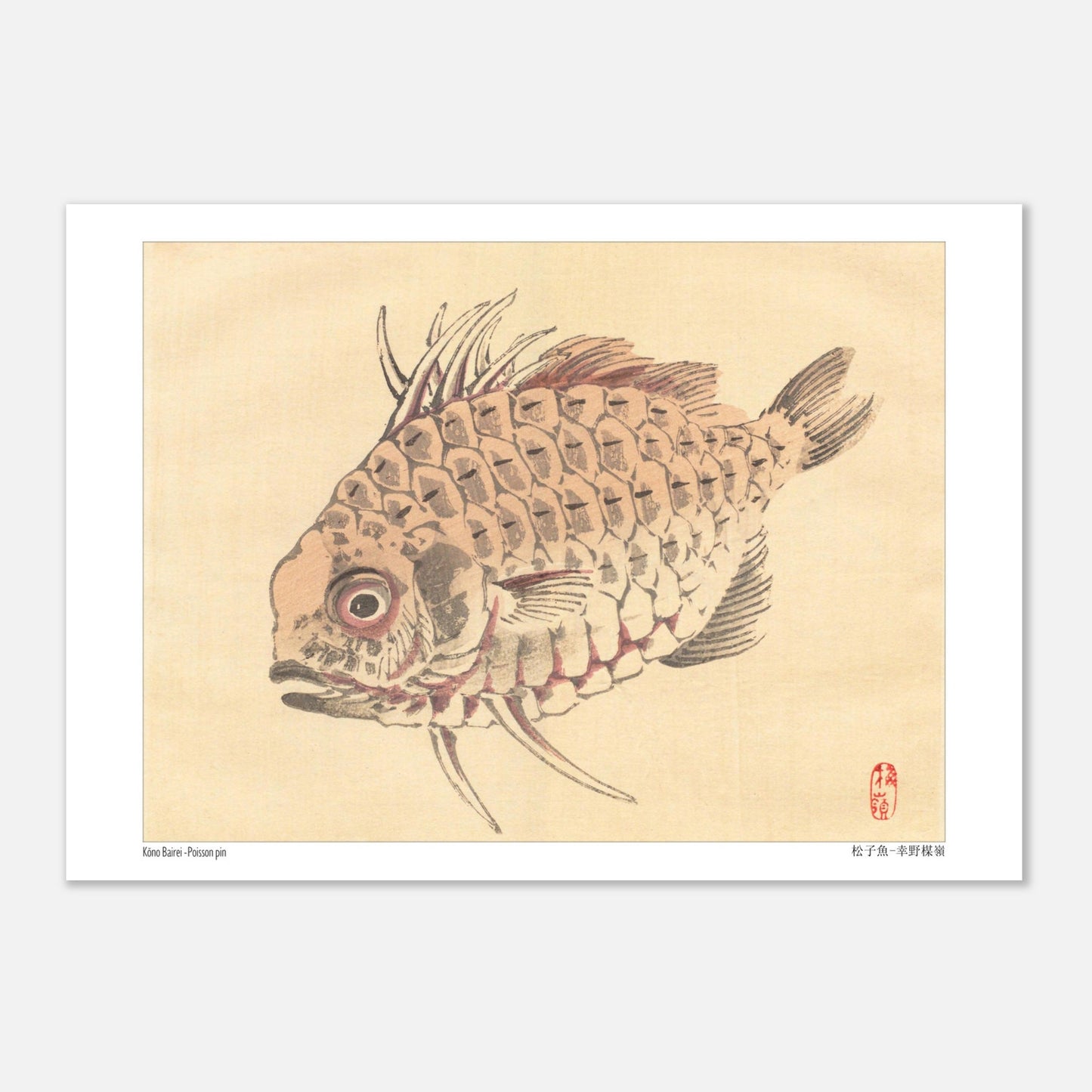 Poisson-globe, Illustration Zoologique Japonaise par Kōno Bairei (21x29,7 cm (A4)). Illustration d'un poisson-globe aux écailles détaillées, par Kōno Bairei.