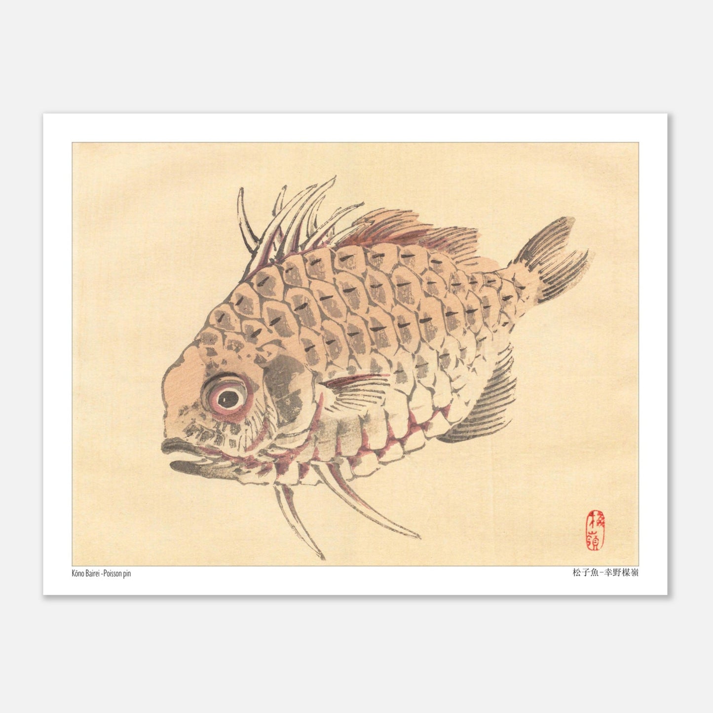 Poisson-globe, Illustration Zoologique Japonaise par Kōno Bairei (27x35 cm). Illustration d'un poisson-globe aux écailles détaillées, par Kōno Bairei.