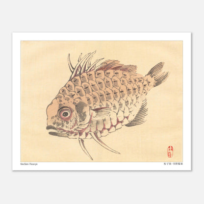 Poisson-globe, Illustration Zoologique Japonaise par Kōno Bairei (27x35 cm). Illustration d'un poisson-globe aux écailles détaillées, par Kōno Bairei.