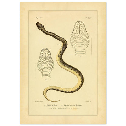 Reproduction of Illustrations of the Bridled Echis and Carinated Echis (21x29,7 cm (A4)). Ancient scientific illustration of two snakes: the bridled echis and the carpet viper, with views of their heads.