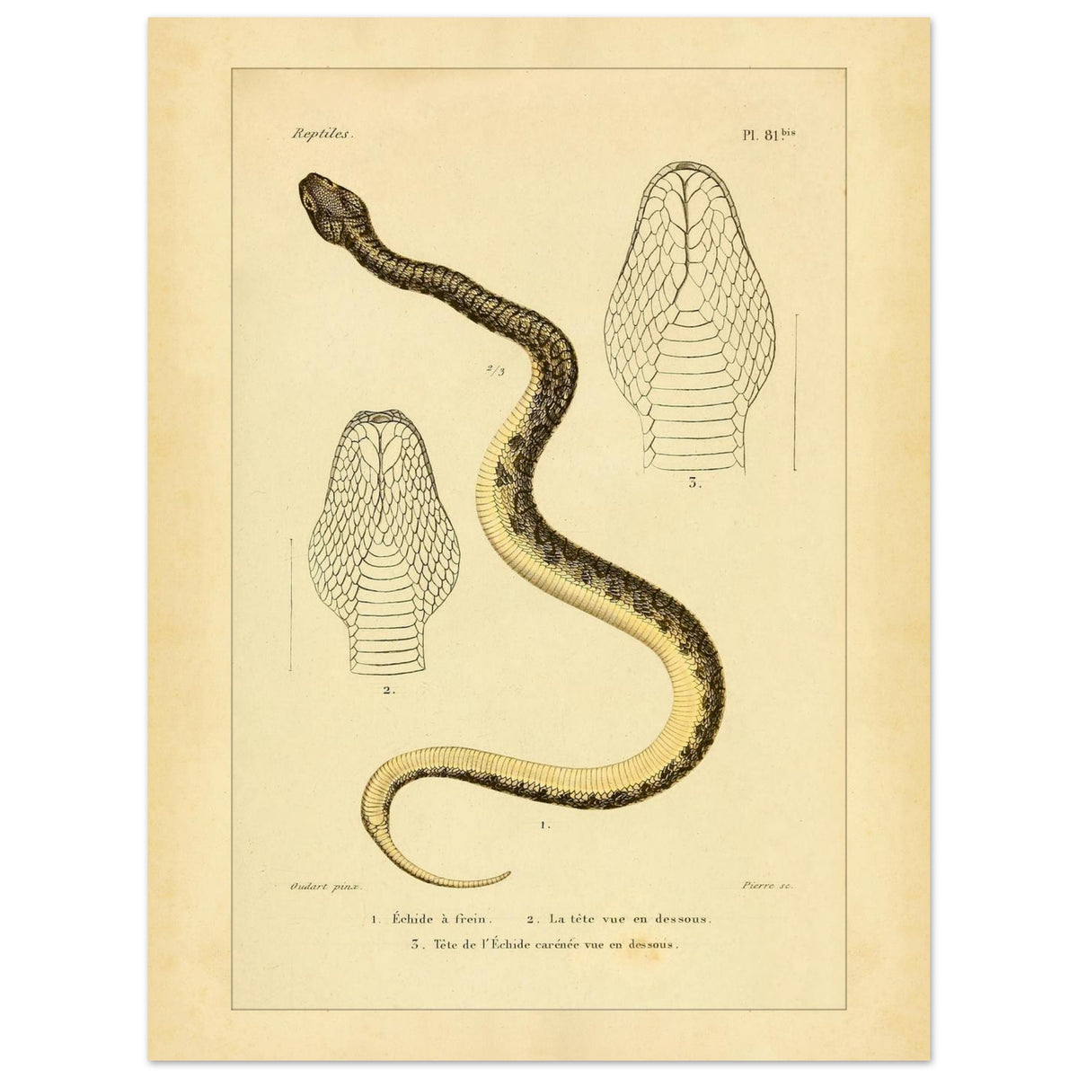 Reproduction of Illustrations of the Bridled Echis and Carinated Echis (30x40 cm). Ancient scientific illustration of two snakes: the bridled echis and the carpet viper, with views of their heads.