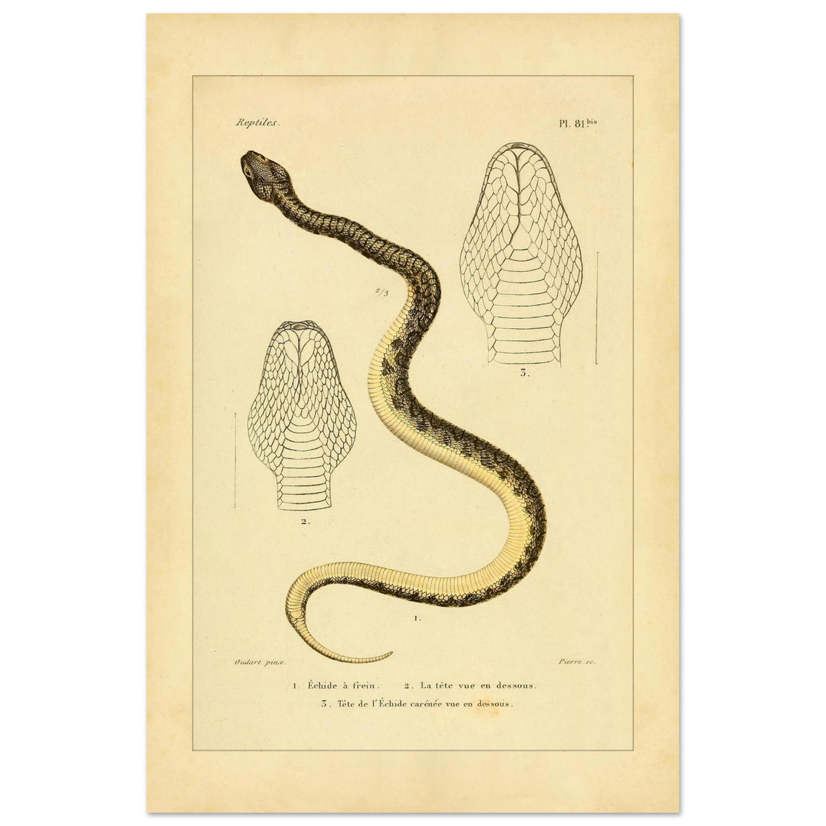 Reproduction of Illustrations of the Bridled Echis and Carinated Echis (40x60 cm). Ancient scientific illustration of two snakes: the bridled echis and the carpet viper, with views of their heads.