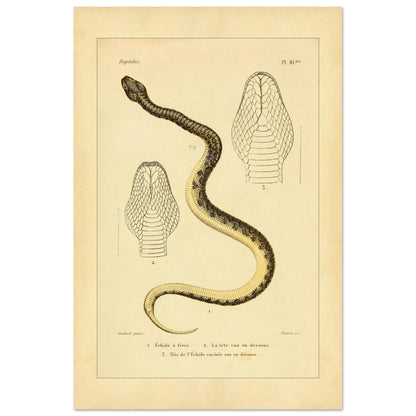 Reproduction of Illustrations of the Bridled Echis and Carinated Echis (40x60 cm). Ancient scientific illustration of two snakes: the bridled echis and the carpet viper, with views of their heads.