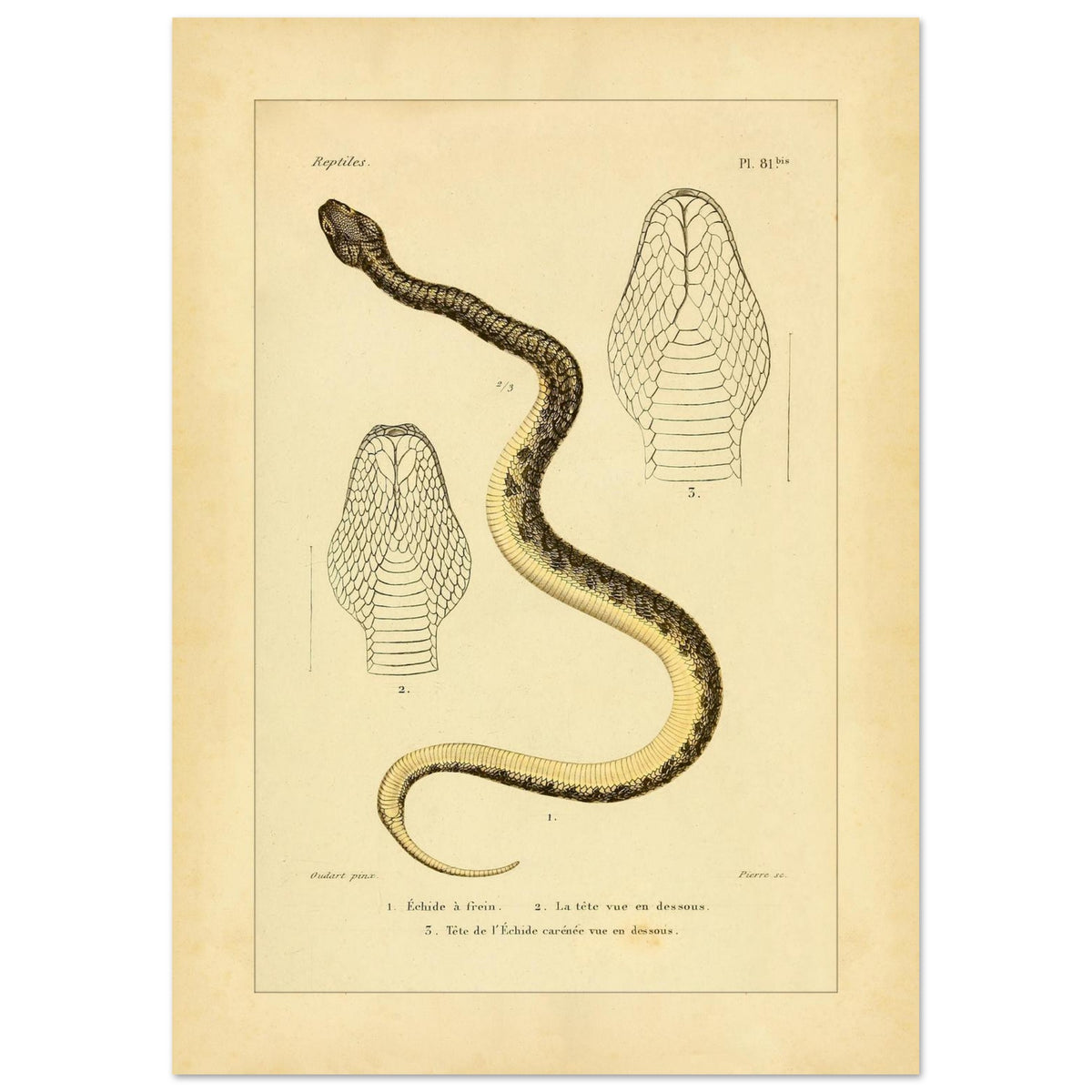 Reproduction of Illustrations of the Bridled Echis and Carinated Echis (42x59,4 cm (A2)). Ancient scientific illustration of two snakes: the bridled echis and the carpet viper, with views of their heads.