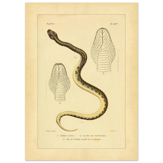 Reproduktion von Illustrationen der Gekörnten und Gekielten Echis (50x70 cm). Alte wissenschaftliche Illustration von zwei Schlangen: der Gezügelten Echis und der Gekielten Echis, mit Ansichten ihrer Köpfe.