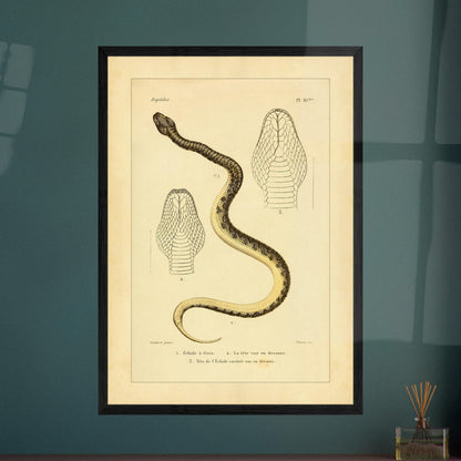 Reproduction of Illustrations of the Bridled Echis and Carinated Echis. Ancient scientific illustration of two snakes: the bridled echis and the carpet viper, with views of their heads.