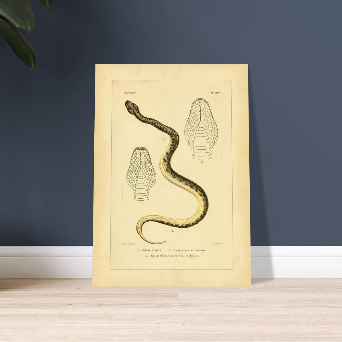 Reproduction of Illustrations of the Bridled Echis and Carinated Echis. Ancient scientific illustration of two snakes: the bridled echis and the carpet viper, with views of their heads.