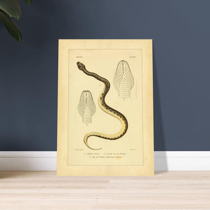 Reproduction of Illustrations of the Bridled Echis and Carinated Echis. Ancient scientific illustration of two snakes: the bridled echis and the carpet viper, with views of their heads.
