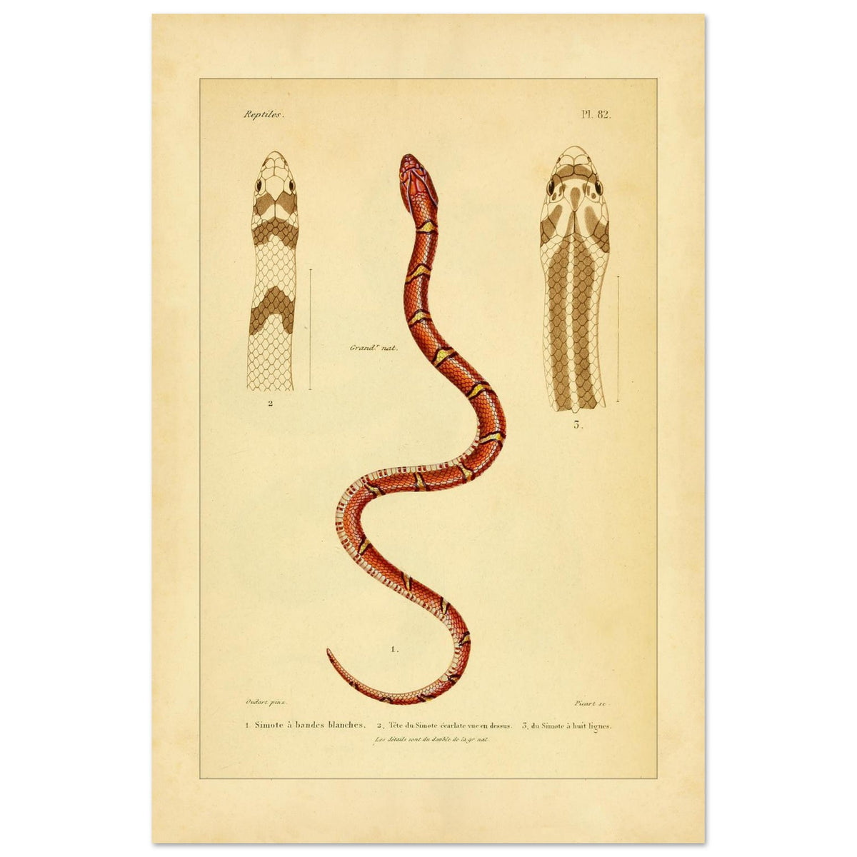 Simotes-Schlangen: Weißgebändert, Scharlachrot und Gestreift (40x60 cm). Illustrationsafel einer Schlange, einer Sganzin-Schlange, mit Details ihres Kopfes in Ober-, Unter- und Profilansicht.