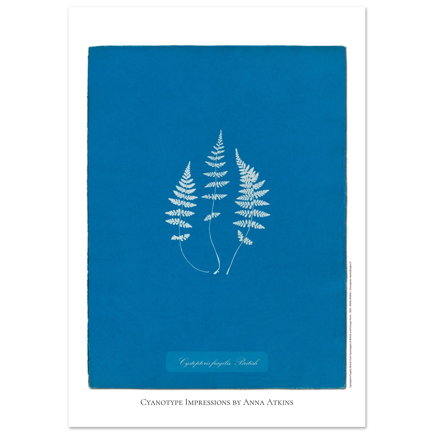 Planche de fougère Cystopteris fragilis par Anna Atkins (21x29,7 cm (A4)). Reproduction cyanotype de fougère Cystopteris fragilis par Anna Atkins, œuvre d'art botanique vintage sur fond bleu.