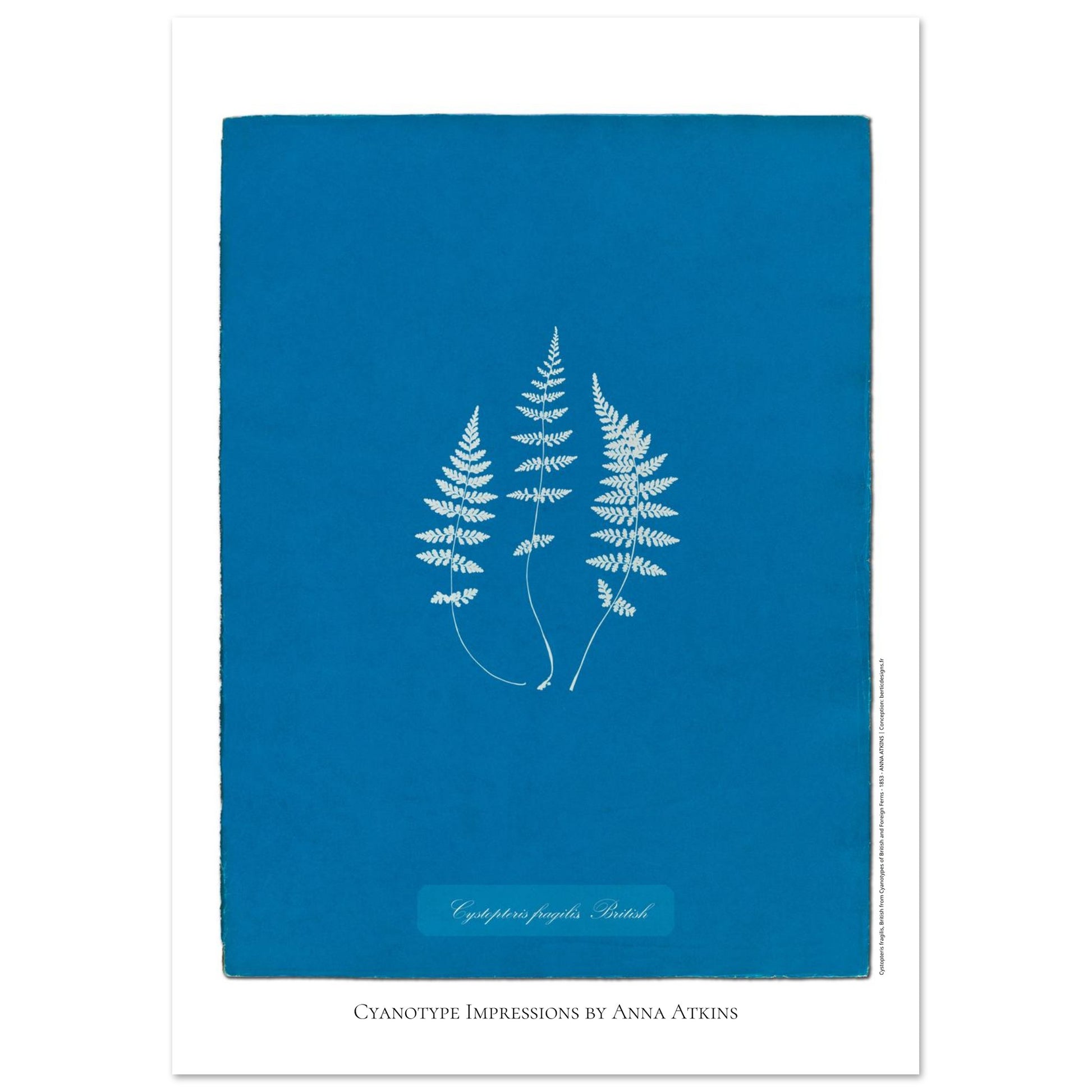 Planche de fougère Cystopteris fragilis par Anna Atkins (21x29,7 cm (A4)). Reproduction cyanotype de fougère Cystopteris fragilis par Anna Atkins, œuvre d'art botanique vintage sur fond bleu.
