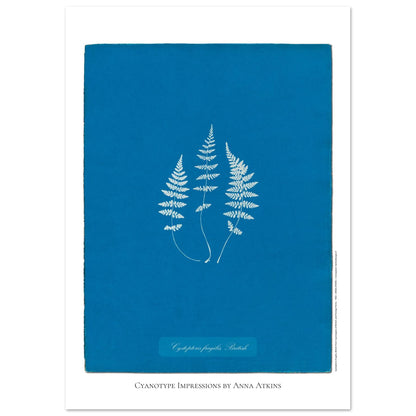 Planche de fougère Cystopteris fragilis par Anna Atkins (21x29,7 cm (A4)). Reproduction cyanotype de fougère Cystopteris fragilis par Anna Atkins, œuvre d'art botanique vintage sur fond bleu.