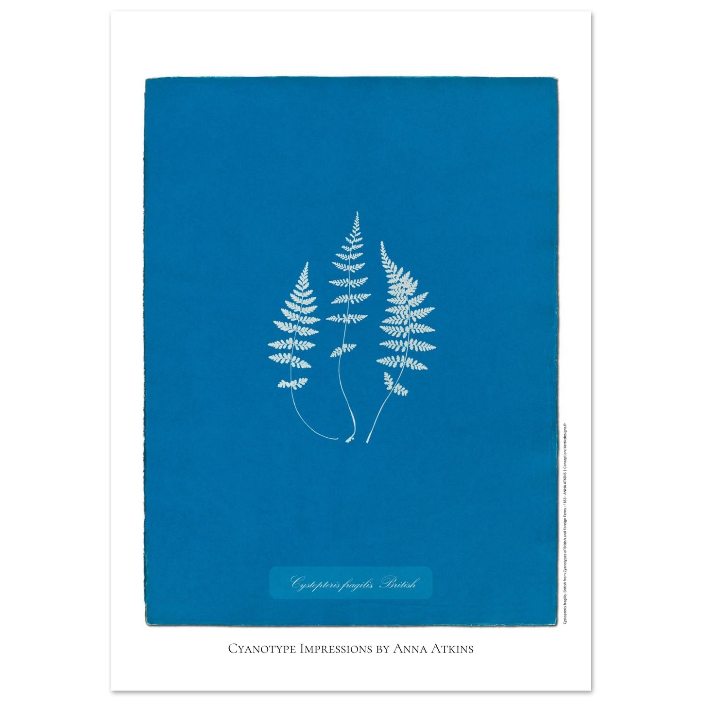 Planche de fougère Cystopteris fragilis par Anna Atkins (29,7x42 cm (A3)). Reproduction cyanotype de fougère Cystopteris fragilis par Anna Atkins, œuvre d'art botanique vintage sur fond bleu.