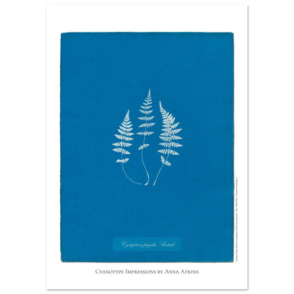 Planche de fougère Cystopteris fragilis par Anna Atkins (29,7x42 cm (A3)). Reproduction cyanotype de fougère Cystopteris fragilis par Anna Atkins, œuvre d'art botanique vintage sur fond bleu.