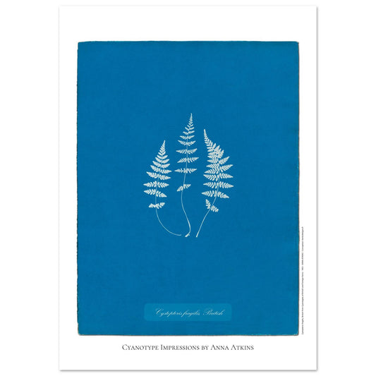 Planche de fougère Cystopteris fragilis par Anna Atkins (29,7x42 cm (A3)). Reproduction cyanotype de fougère Cystopteris fragilis par Anna Atkins, œuvre d'art botanique vintage sur fond bleu.