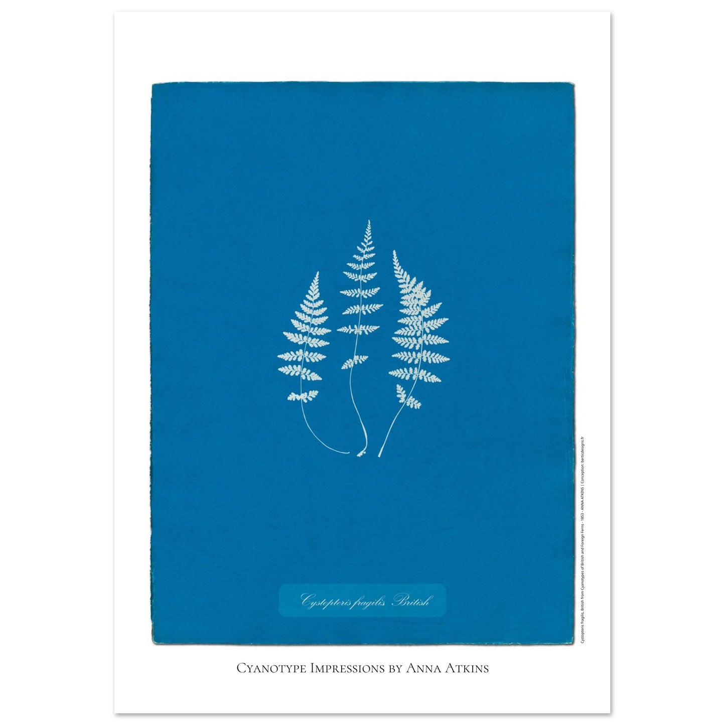 Planche de fougère Cystopteris fragilis par Anna Atkins (42x59,4 cm (A2)). Reproduction cyanotype de fougère Cystopteris fragilis par Anna Atkins, œuvre d'art botanique vintage sur fond bleu.