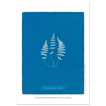 Planche de fougère Cystopteris fragilis par Anna Atkins (42x59,4 cm (A2)). Reproduction cyanotype de fougère Cystopteris fragilis par Anna Atkins, œuvre d'art botanique vintage sur fond bleu.