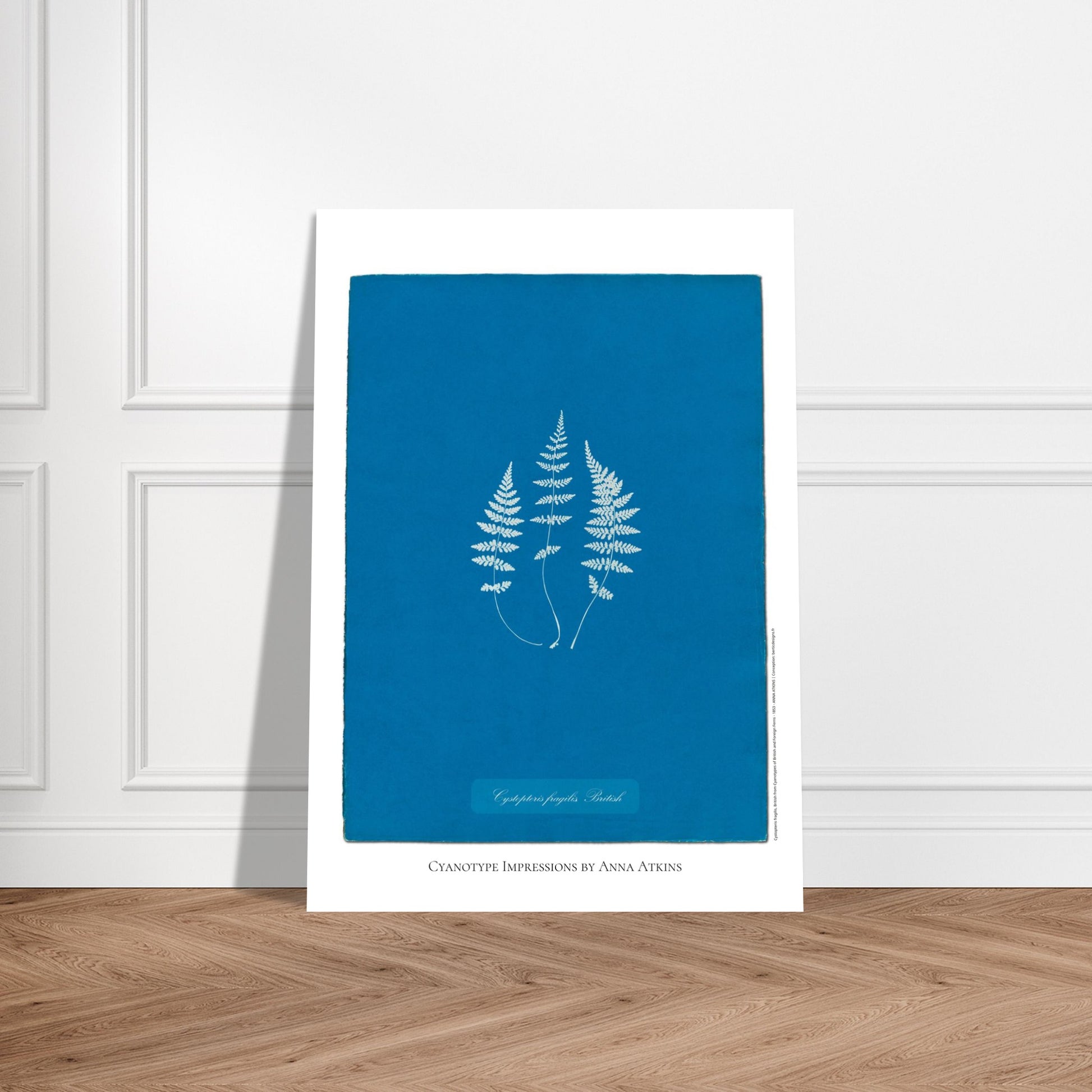 Planche de fougère Cystopteris fragilis par Anna Atkins. Reproduction cyanotype de fougère Cystopteris fragilis par Anna Atkins, œuvre d'art botanique vintage sur fond bleu. Image d'illustration 5