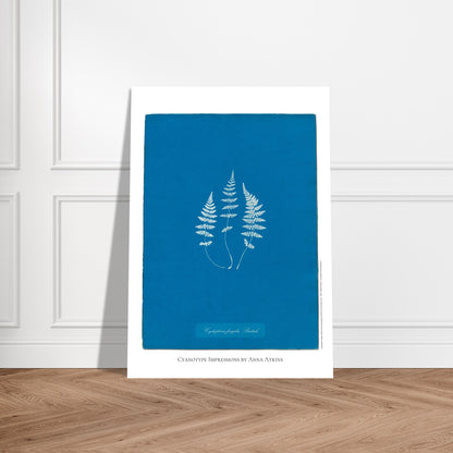Planche de fougère Cystopteris fragilis par Anna Atkins. Reproduction cyanotype de fougère Cystopteris fragilis par Anna Atkins, œuvre d'art botanique vintage sur fond bleu. Image d'illustration 5