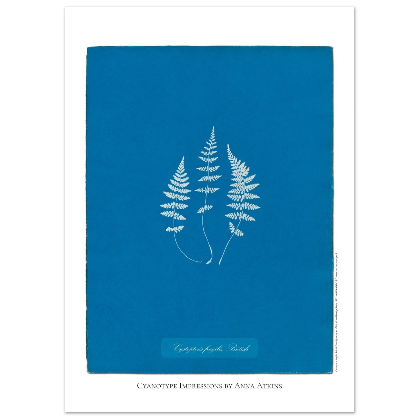 Planche de fougère Cystopteris fragilis par Anna Atkins (50x70 cm). Reproduction cyanotype de fougère Cystopteris fragilis par Anna Atkins, œuvre d'art botanique vintage sur fond bleu.