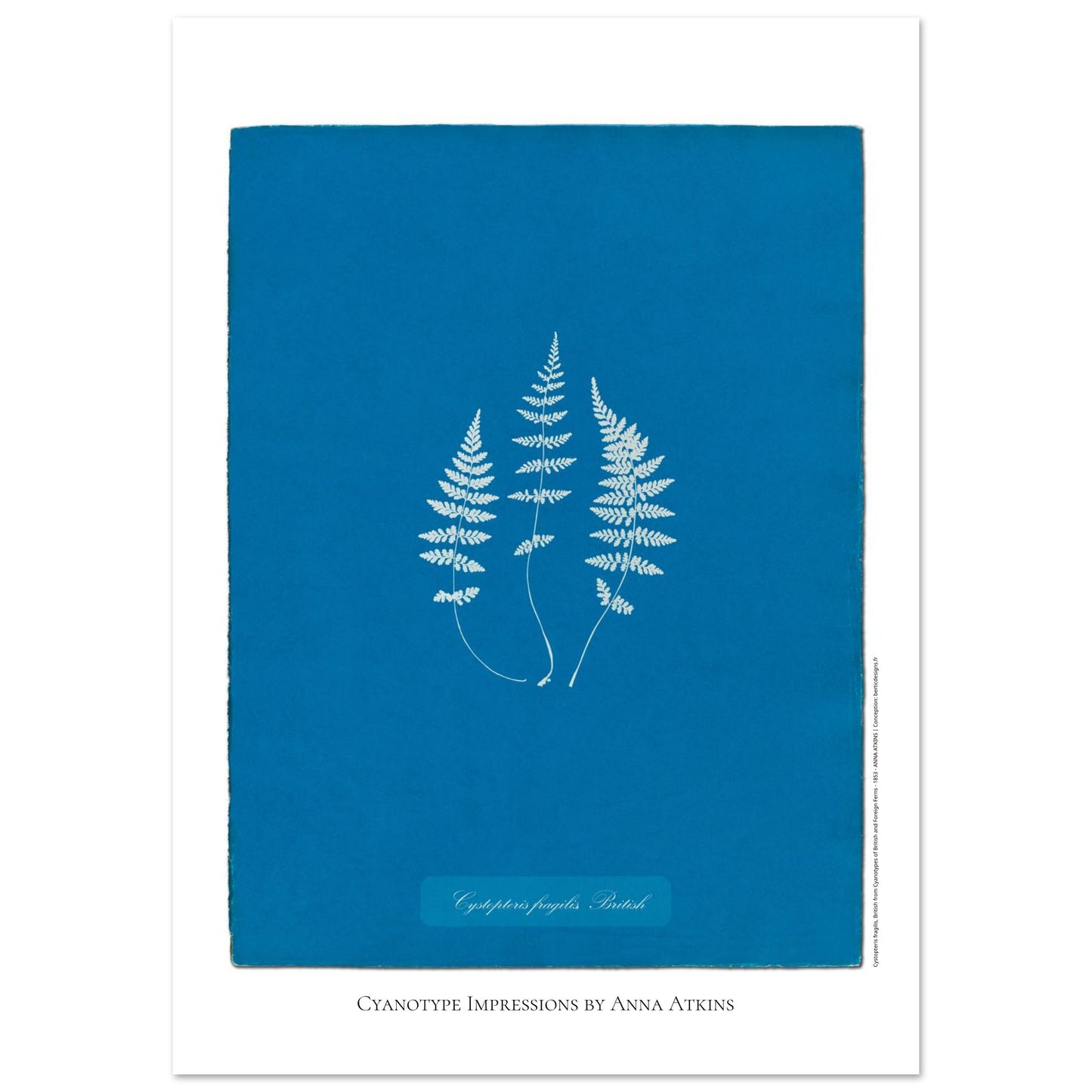 Planche de fougère Cystopteris fragilis par Anna Atkins (59,4x84,1 cm (A1)). Reproduction cyanotype de fougère Cystopteris fragilis par Anna Atkins, œuvre d'art botanique vintage sur fond bleu.