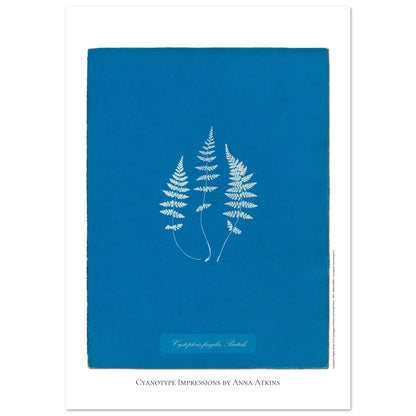 Planche de fougère Cystopteris fragilis par Anna Atkins (59,4x84,1 cm (A1)). Reproduction cyanotype de fougère Cystopteris fragilis par Anna Atkins, œuvre d'art botanique vintage sur fond bleu.