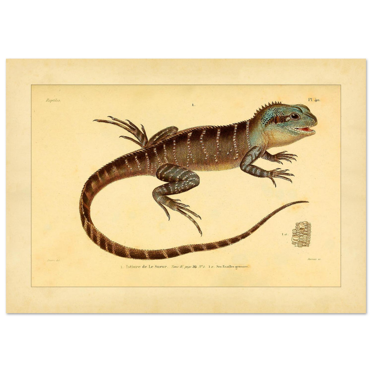Lesueurs Istiure: Wissenschaftliche Eidechsenillustration (21x29,7 cm (A4)). Illustration einer Eidechse, Lesueurs Istiure, in bläulichen und braunen Tönen, mit Mustern auf Körper und Schwanz sowie einer Vergrößerung ihrer Schuppen.