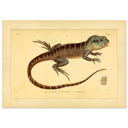 Lesueurs Istiure: Wissenschaftliche Eidechsenillustration (21x29,7 cm (A4)). Illustration einer Eidechse, Lesueurs Istiure, in bläulichen und braunen Tönen, mit Mustern auf Körper und Schwanz sowie einer Vergrößerung ihrer Schuppen.