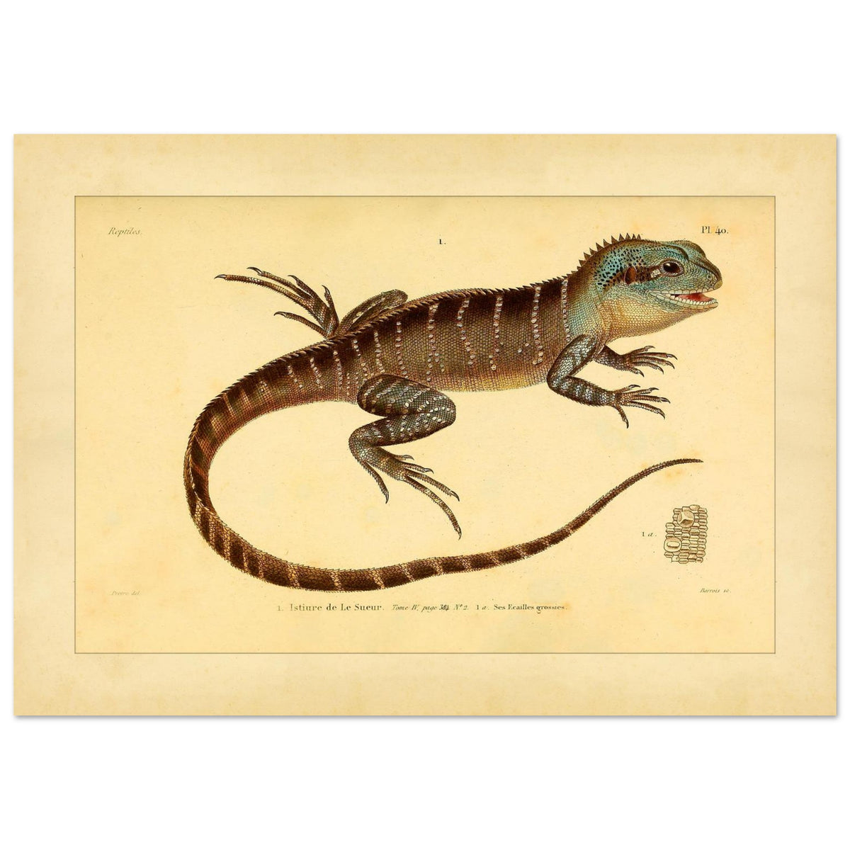 Lesueurs Istiure: Wissenschaftliche Eidechsenillustration (29,7x42 cm (A3)). Illustration einer Eidechse, Lesueurs Istiure, in bläulichen und braunen Tönen, mit Mustern auf Körper und Schwanz sowie einer Vergrößerung ihrer Schuppen.