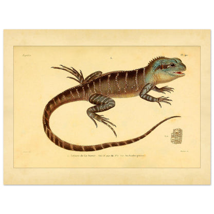 Lesueurs Istiure: Wissenschaftliche Eidechsenillustration (30x40 cm). Illustration einer Eidechse, Lesueurs Istiure, in bläulichen und braunen Tönen, mit Mustern auf Körper und Schwanz sowie einer Vergrößerung ihrer Schuppen.