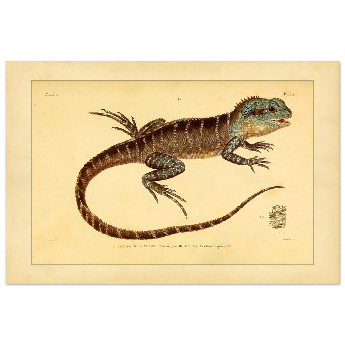 Lesueurs Istiure: Wissenschaftliche Eidechsenillustration (40x60 cm). Illustration einer Eidechse, Lesueurs Istiure, in bläulichen und braunen Tönen, mit Mustern auf Körper und Schwanz sowie einer Vergrößerung ihrer Schuppen.