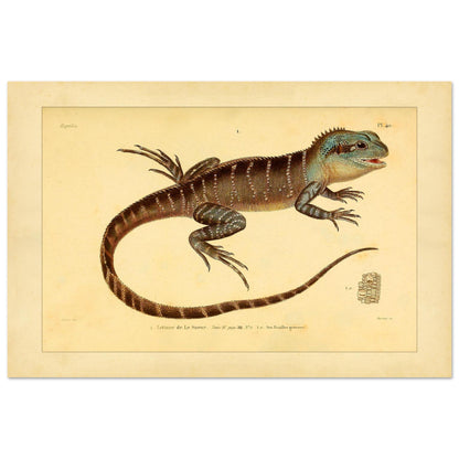 Lesueurs Istiure: Wissenschaftliche Eidechsenillustration (40x60 cm). Illustration einer Eidechse, Lesueurs Istiure, in bläulichen und braunen Tönen, mit Mustern auf Körper und Schwanz sowie einer Vergrößerung ihrer Schuppen.