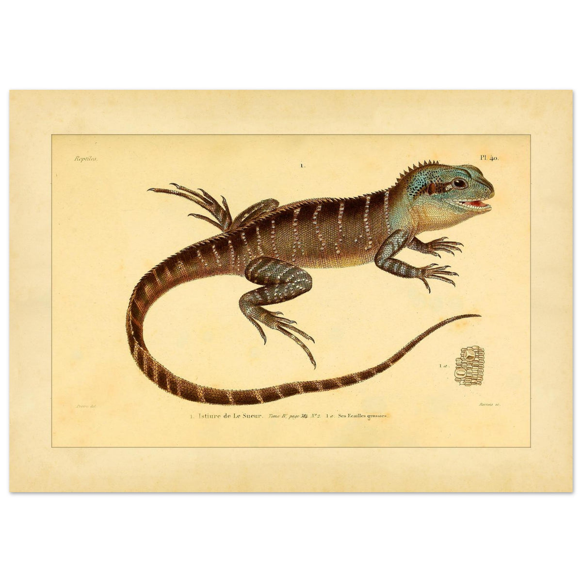 Lesueurs Istiure: Wissenschaftliche Eidechsenillustration (50x70 cm). Illustration einer Eidechse, Lesueurs Istiure, in bläulichen und braunen Tönen, mit Mustern auf Körper und Schwanz sowie einer Vergrößerung ihrer Schuppen.