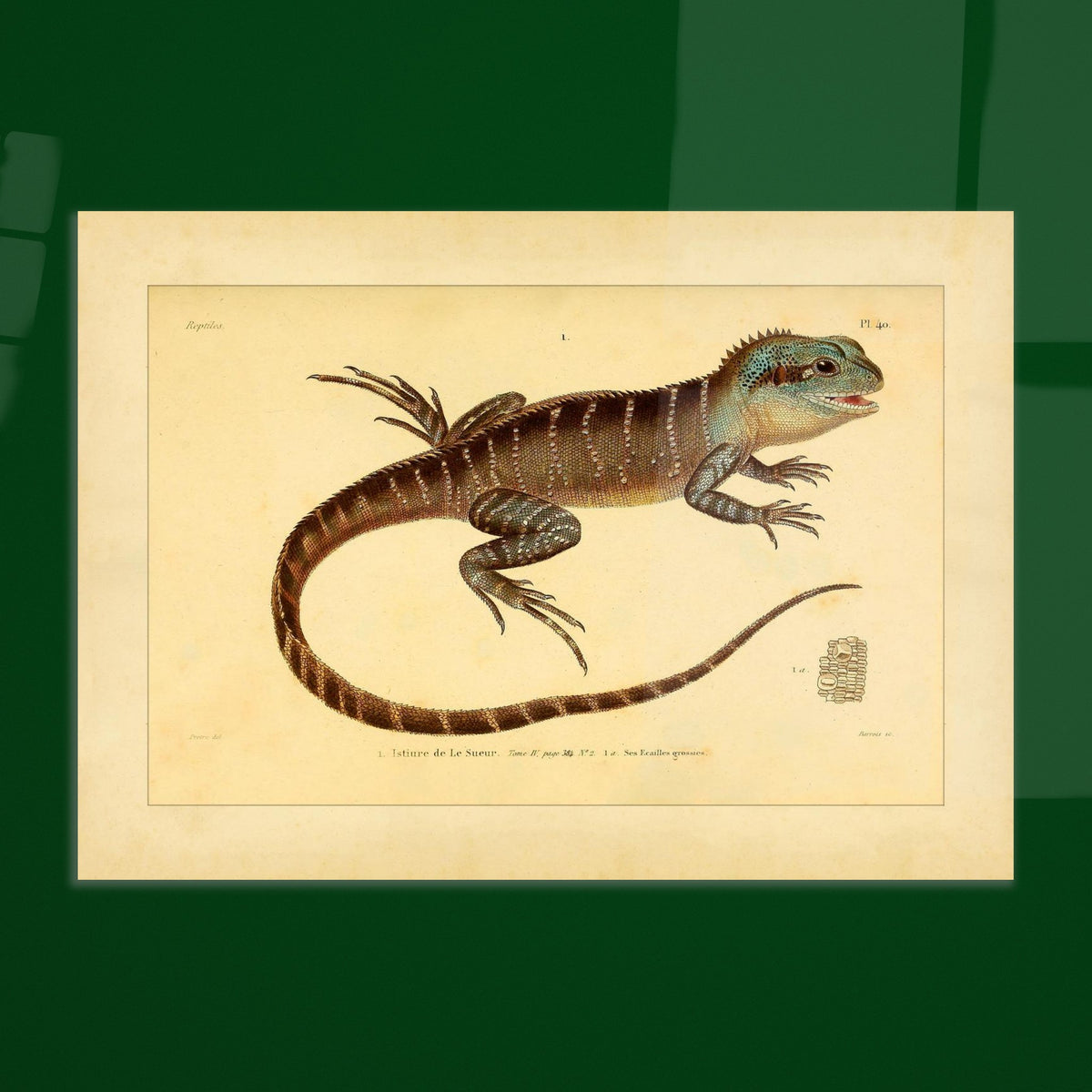 Lesueurs Istiure: Wissenschaftliche Eidechsenillustration. Illustration einer Eidechse, Lesueurs Istiure, in bläulichen und braunen Tönen, mit Mustern auf Körper und Schwanz sowie einer Vergrößerung ihrer Schuppen.