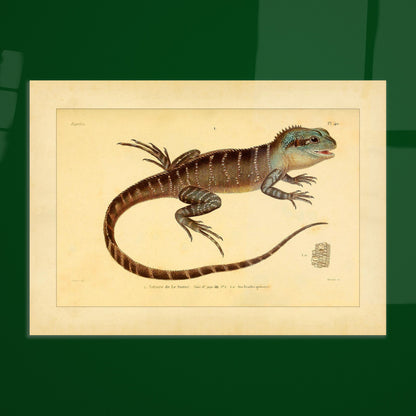 Lesueurs Istiure: Wissenschaftliche Eidechsenillustration. Illustration einer Eidechse, Lesueurs Istiure, in bläulichen und braunen Tönen, mit Mustern auf Körper und Schwanz sowie einer Vergrößerung ihrer Schuppen.