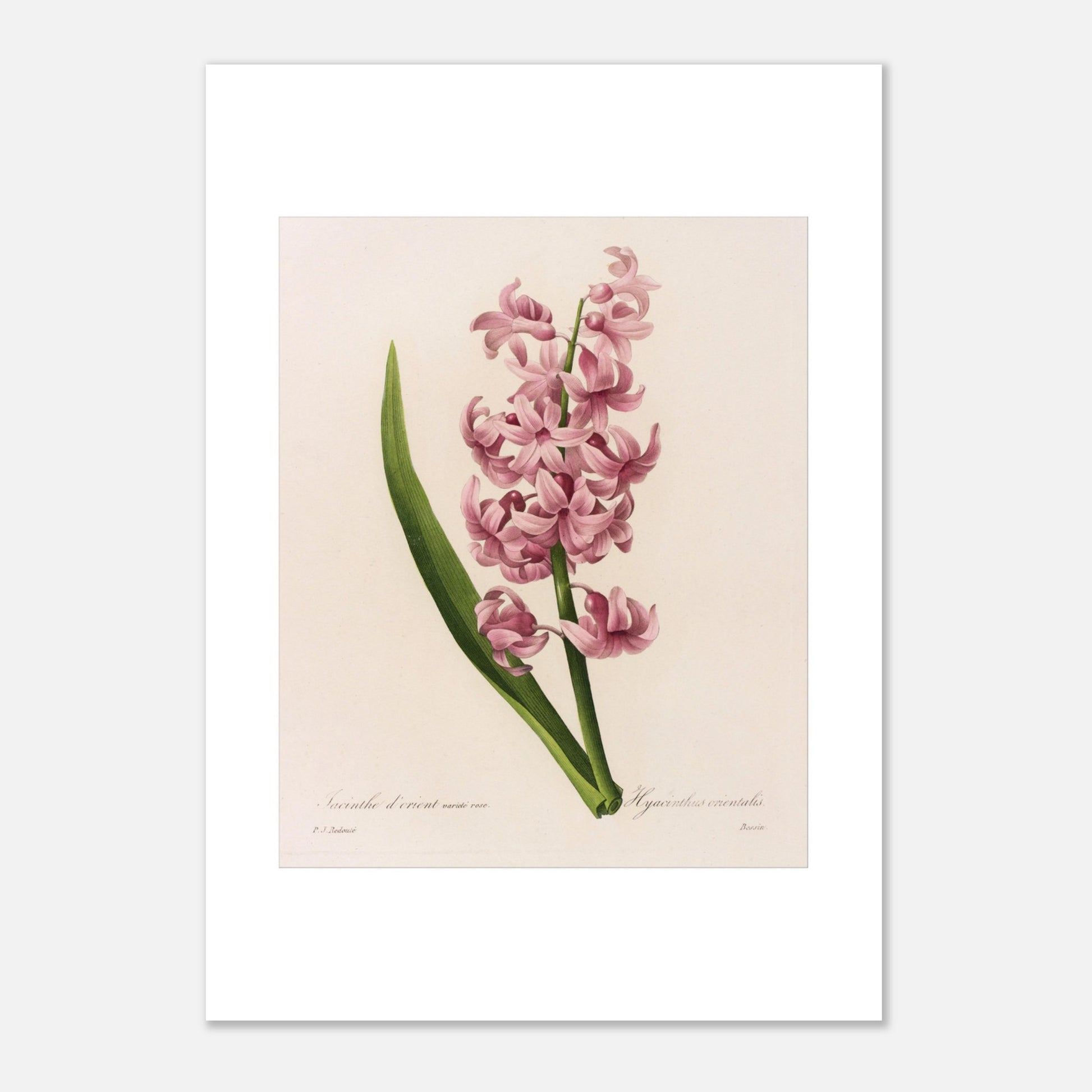 Jacinthe d’Orient Rose (Hyacinthus Orientalis) par Pierre-Joseph Redouté - Taille 29,7x42 cm (A3)