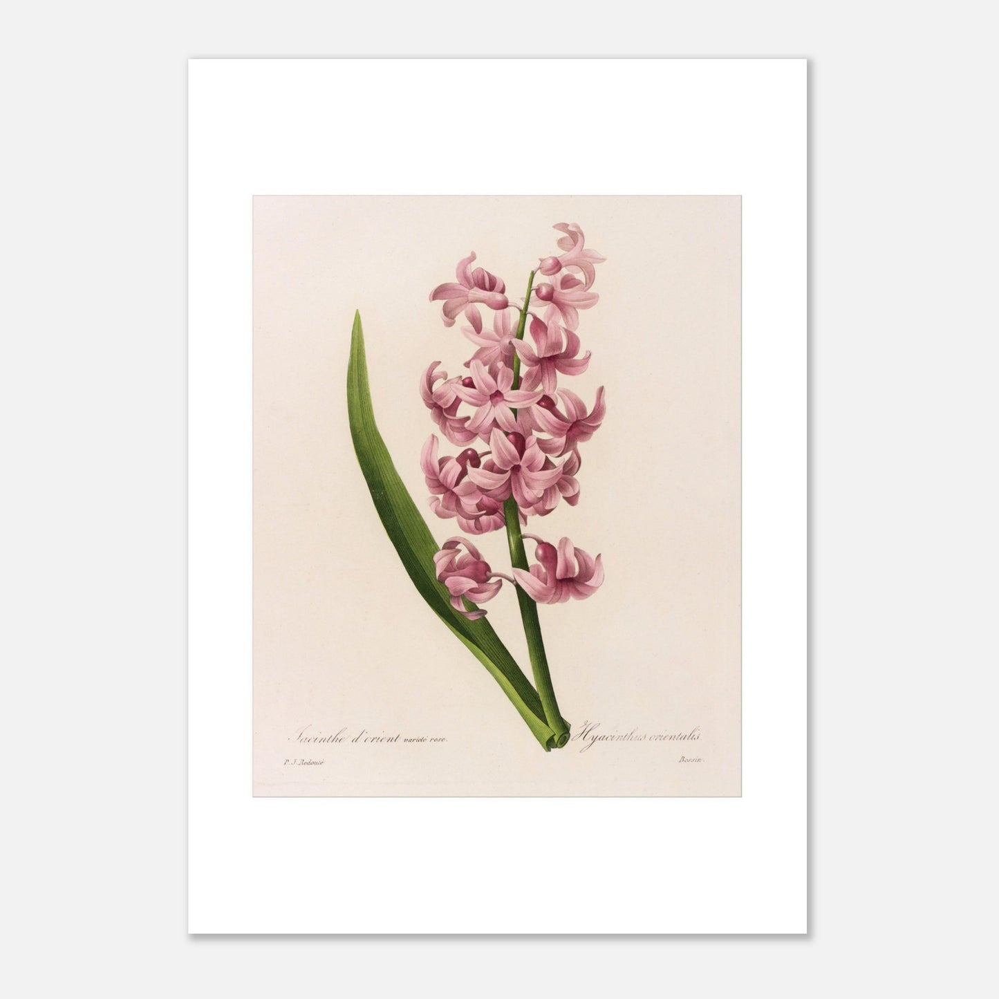 Planche naturaliste Jacinthe d’Orient Rose par Pierre-Joseph Redouté (21x29,7 cm (A4)). Planche botanique de Pierre-Joseph Redouté représentant une jacinthe d'Orient rose, avec une longue feuille verte.
